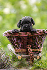 4 weeks old Miniature Schnauzer