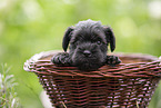 4 weeks old Miniature Schnauzer