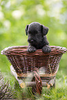 4 weeks old Miniature Schnauzer