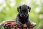 4 weeks old Miniature Schnauzer