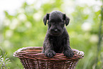 4 weeks old Miniature Schnauzer