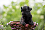 4 weeks old Miniature Schnauzer