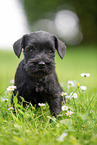 Miniature Schnauzer puppy