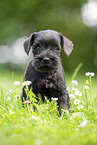 Miniature Schnauzer puppy