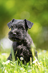 Miniature Schnauzer puppy