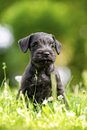 Miniature Schnauzer puppy