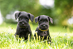 2 Miniature Schnauzer puppies