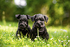 2 Miniature Schnauzer puppies