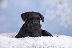 Miniature Schnauzer puppy