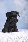 Miniature Schnauzer puppy