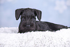 Miniature Schnauzer puppy