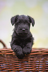 Miniature Schnauzer puppy in basket