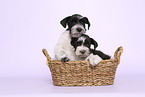 Miniature Schnauzer Puppies