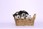 Miniature Schnauzer Puppies