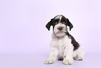 Miniature Schnauzer Puppy