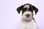 Miniature Schnauzer Puppy