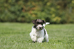 Miniature Schnauzer Puppy