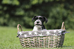 Miniature Schnauzer Puppy