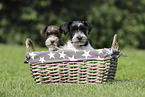 Miniature Schnauzer Puppies