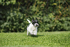 Miniature Schnauzer Puppy