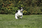 Miniature Schnauzer Puppy