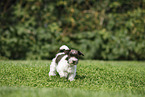 Miniature Schnauzer Puppy