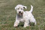 female Miniature Schnauzer