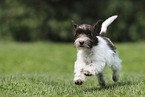 Miniature Schnauzer Puppy