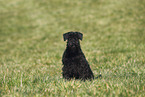 female Miniature Schnauzer