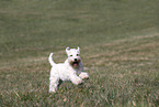 female Miniature Schnauzer