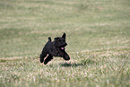 female Miniature Schnauzer