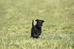 Miniature Schnauzer Puppy