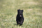 Miniature Schnauzer Puppy