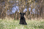 Miniature Schnauzer Puppy