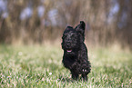 Miniature Schnauzer Puppy