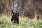 Miniature Schnauzer Puppy