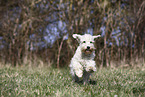 female Miniature Schnauzer