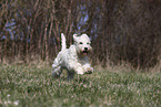 female Miniature Schnauzer