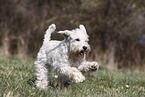 female Miniature Schnauzer