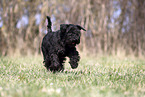 female Miniature Schnauzer