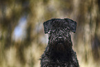 female Miniature Schnauzer