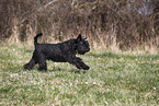 female Miniature Schnauzer