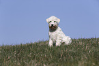 female Miniature Schnauzer