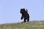 female Miniature Schnauzer