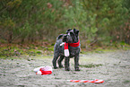 Miniature Schnauzer