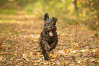 Miniature Schnauzer