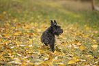 Miniature Schnauzer