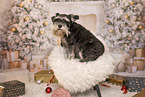 Miniature Schnauzer