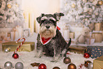 Miniature Schnauzer
