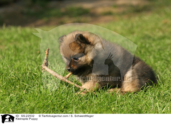 Kleinspitz Puppy / SS-22532